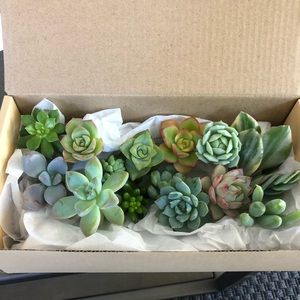 Assorted succulent mini clippings